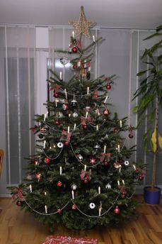 Xmas tree in trimming mansion